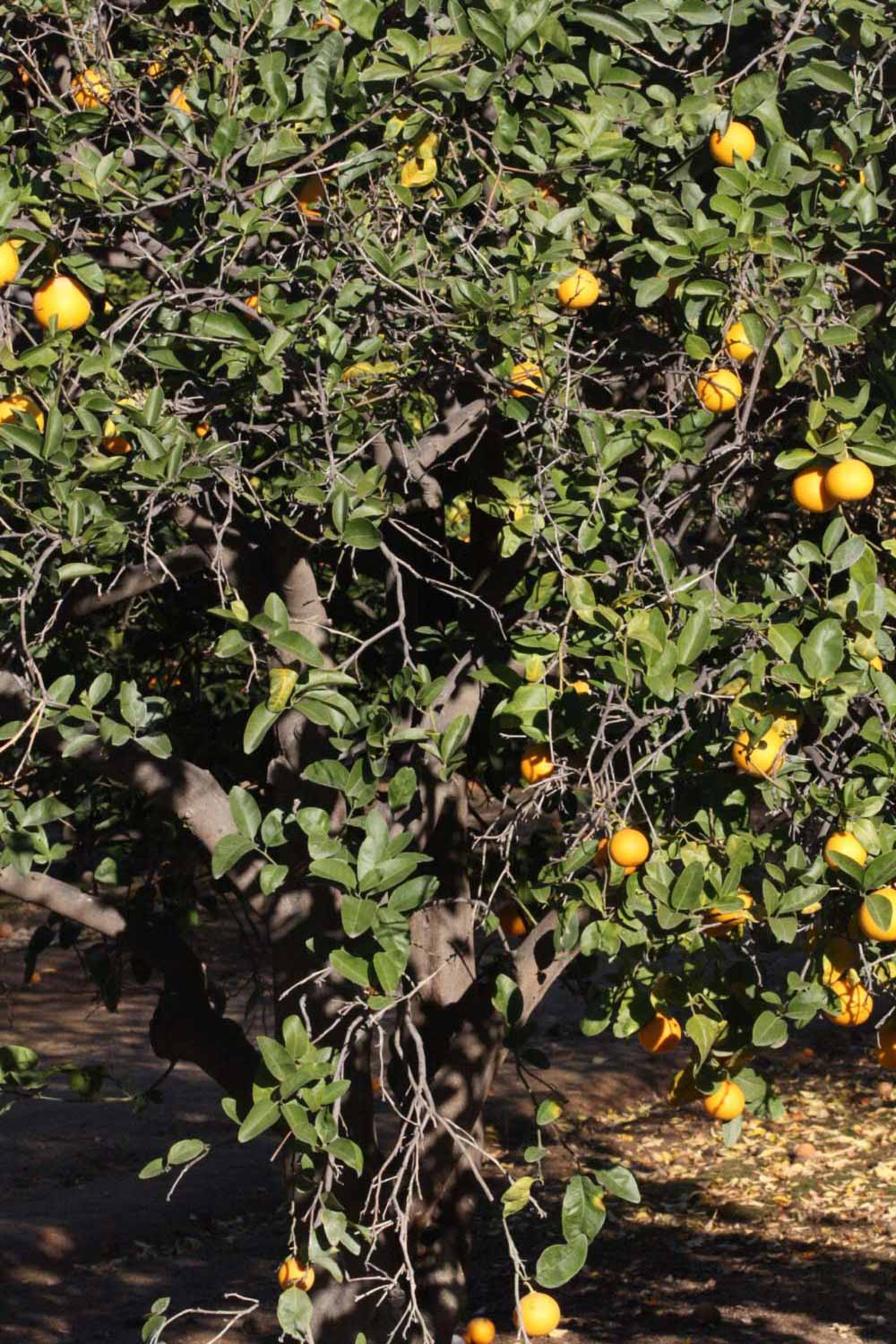              Habit (Riverside, CA)       
